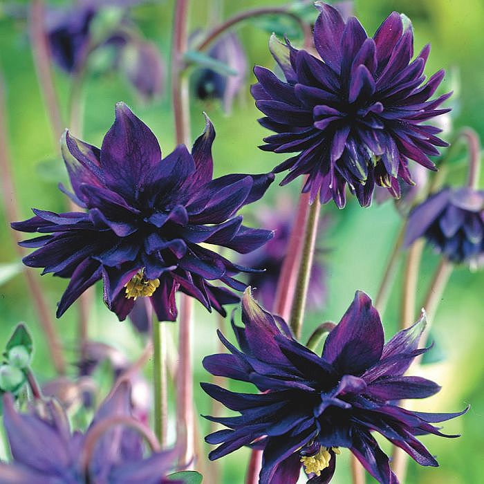 Akleja Black Barlow 30 frön