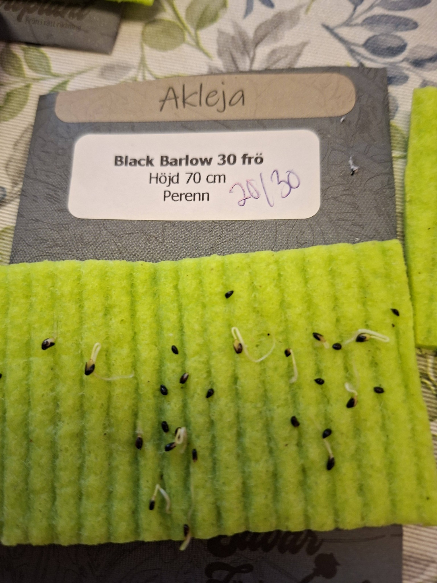 Akleja Black Barlow 30 frön - 2