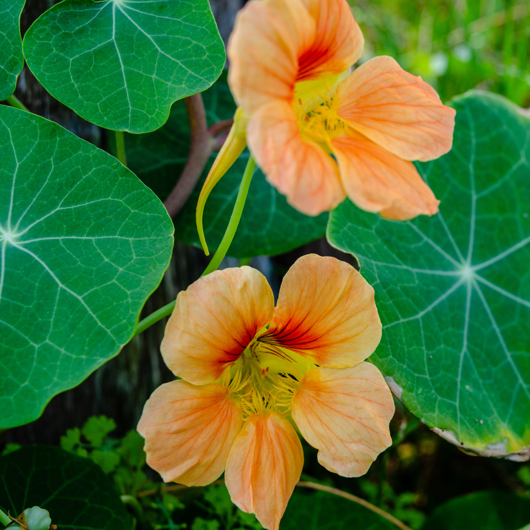 Slingerkrasse - Salmon Gleam