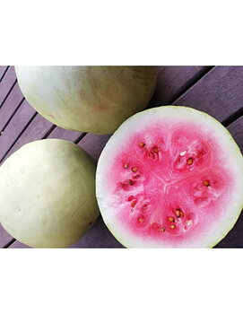 Benaocaz melon, Vit Melon (SÍNDRIA BLANCA DE BENAOCAZ)
