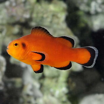 Amphirion ocellaris naked (reef safe)