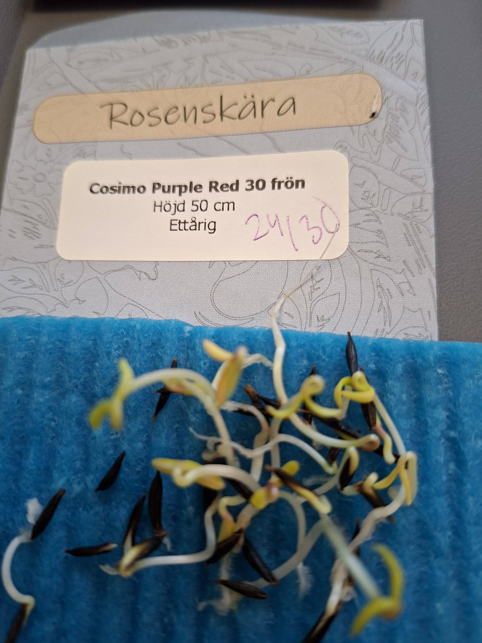 Rosenskära Cosimo Purple Red  30 frö  - 3