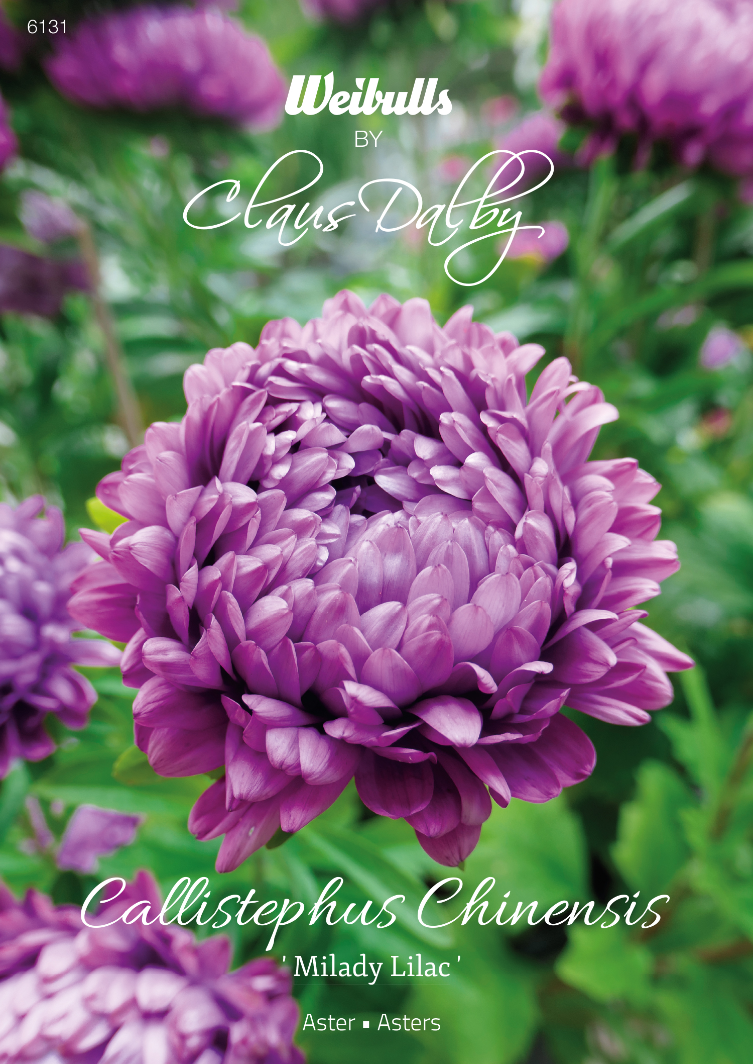 6131    Weibulls   Aster Milady lilac