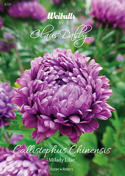6131    Weibulls   Aster Milady lilac