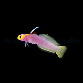 Nemateleotris helfrichi (reef safe)