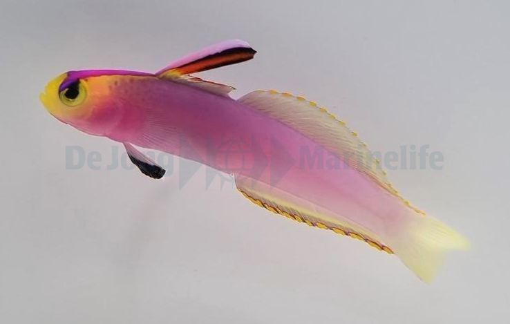 Nemateleotris helfrichi (reef safe) - 3