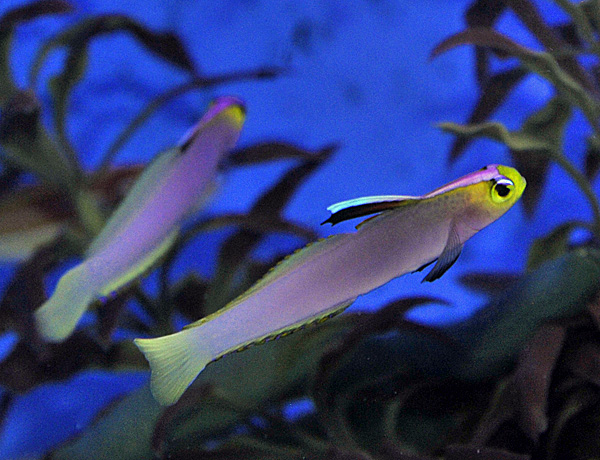 Nemateleotris helfrichi (reef safe) - 2