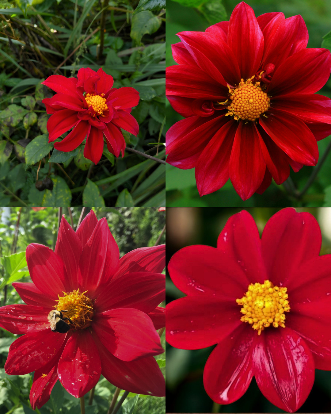 Dahlia - Mignon Purple Shades