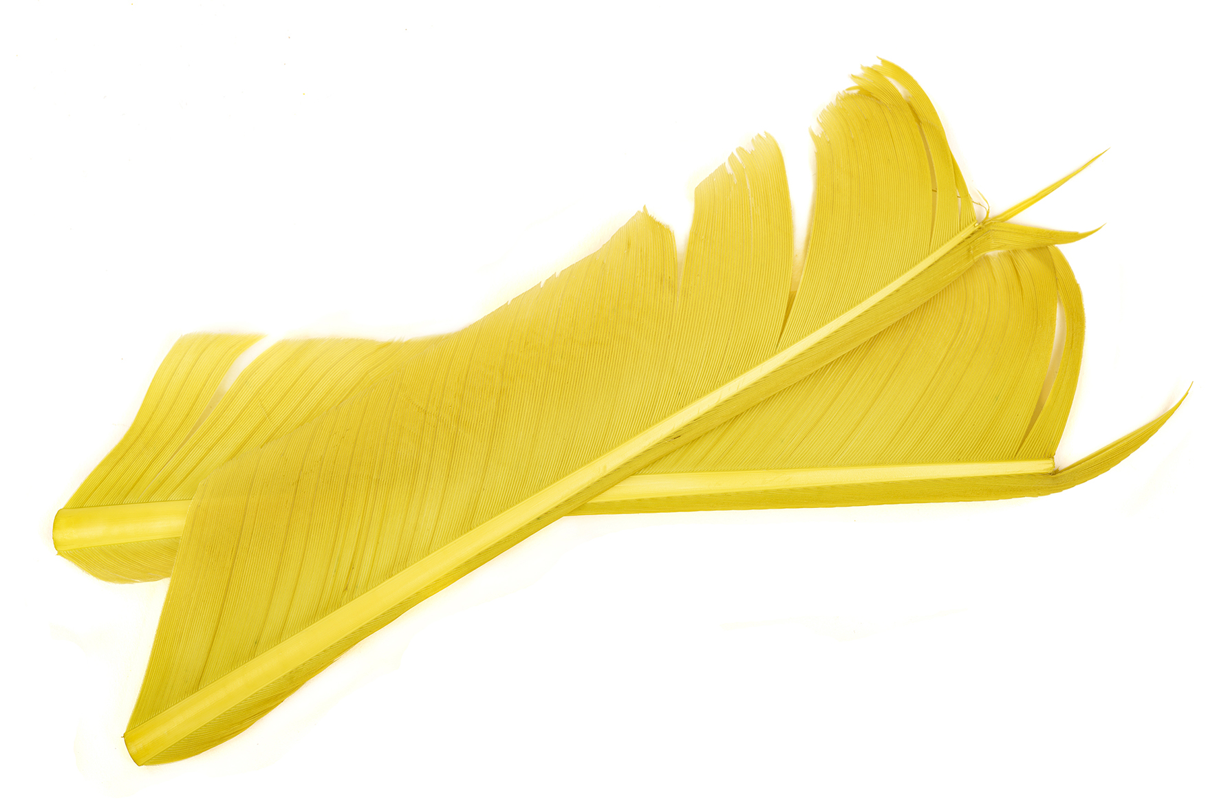 Turkey Biot Quills - Hareline - 6