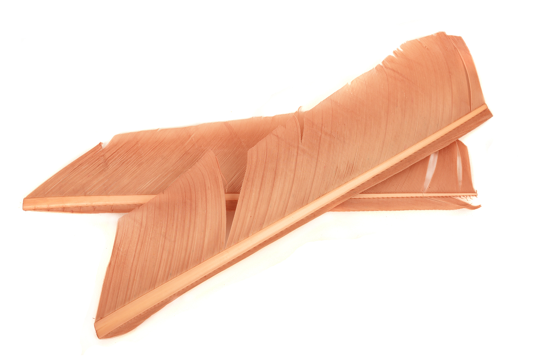 Turkey Biot Quills - Hareline - 4