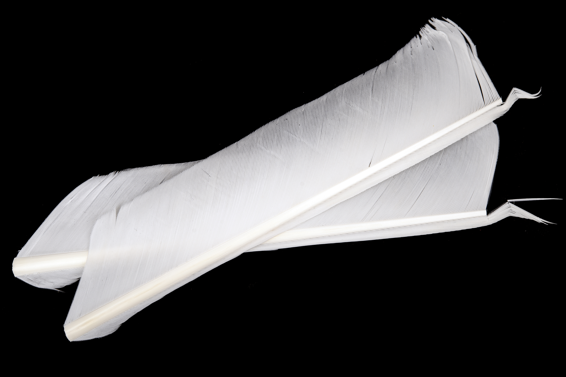 Turkey Biot Quills - Hareline