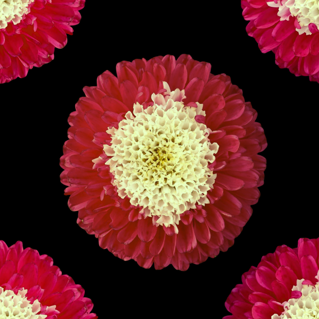 Sommaraster - Gusford Supreme