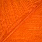 Fly Dressing - Ostrich Plumes - 3