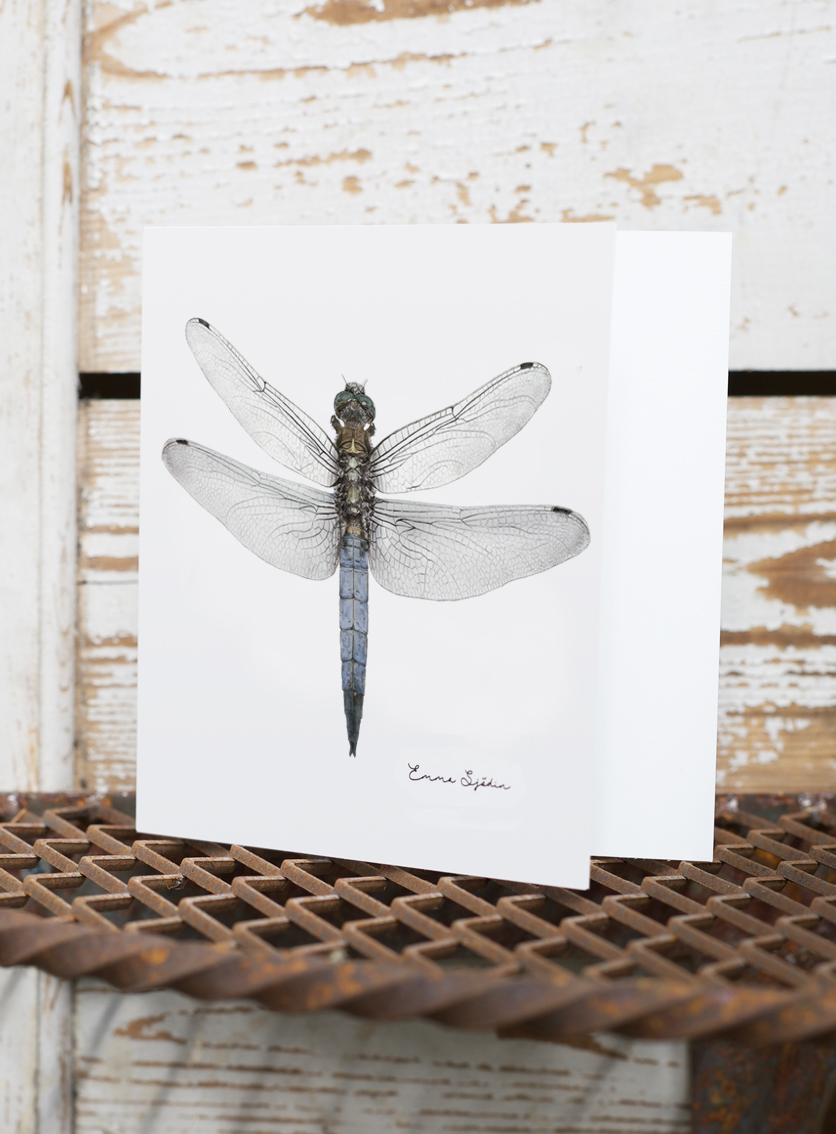 FOLDED CARD WITH ENVELOPE DRAGONFLY - 2