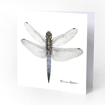 FOLDED CARD WITH ENVELOPE DRAGONFLY