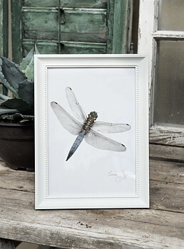 ART PRINT DRAGONFLY 21x30