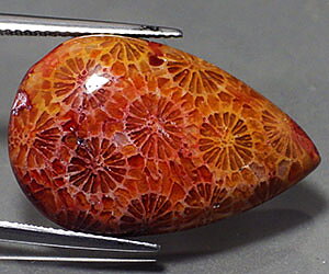 Piedra preciosa de coral natural completamente única de 22,68 ct