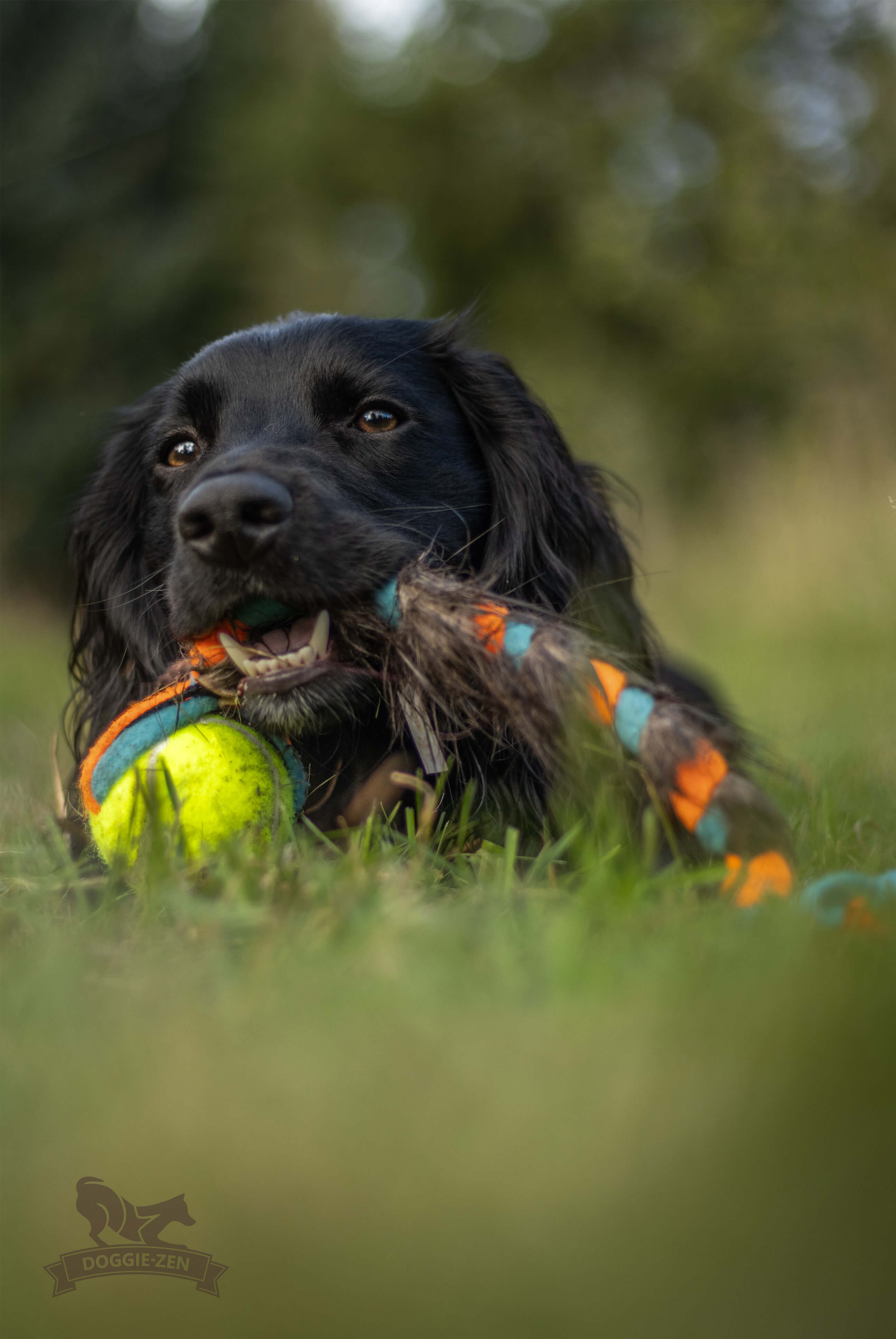 Fleece 'n Beaver Braid with KONG Air Squeaker Ball - 4