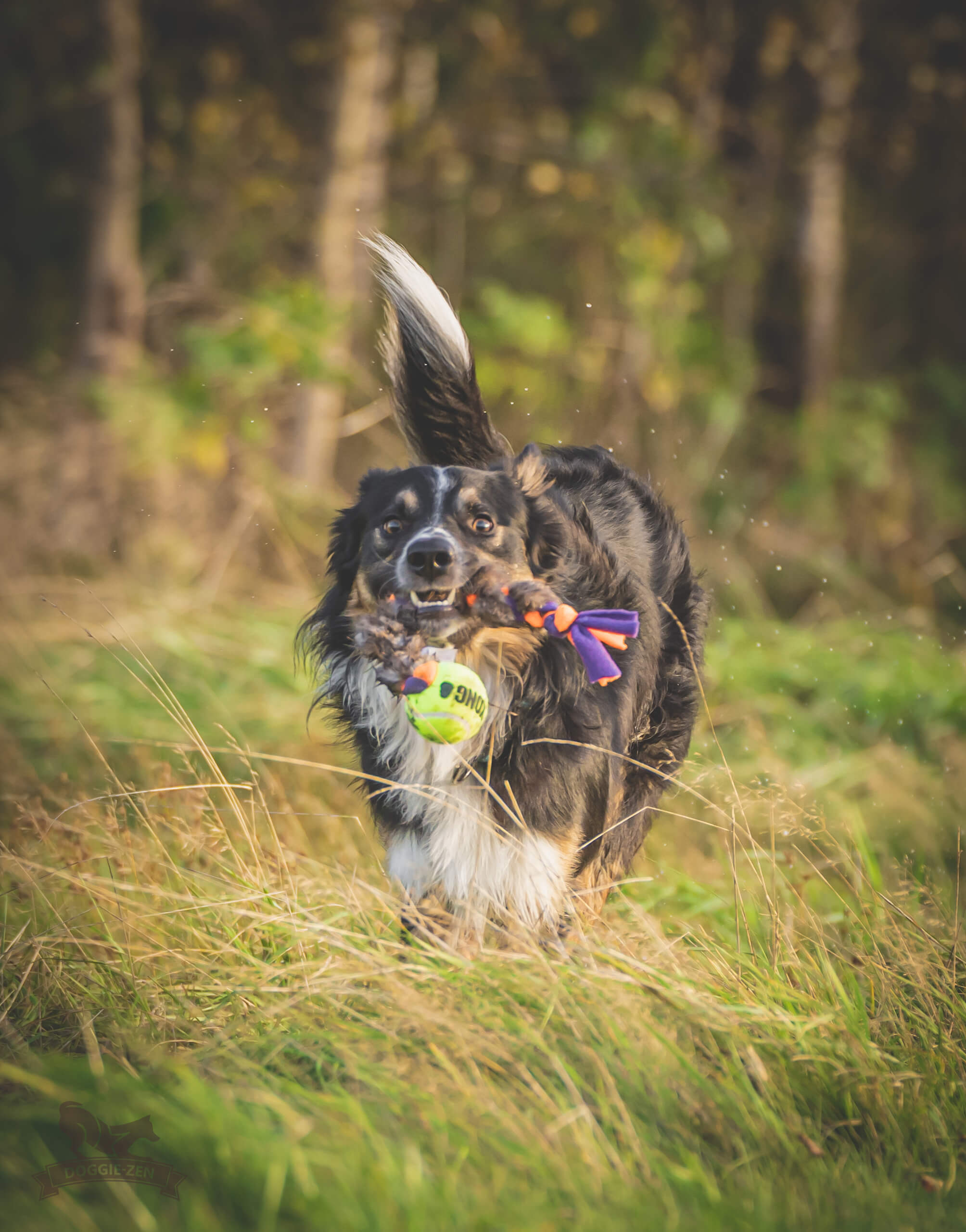 Fleece 'n Beaver Braid with KONG Air Squeaker Ball - 9