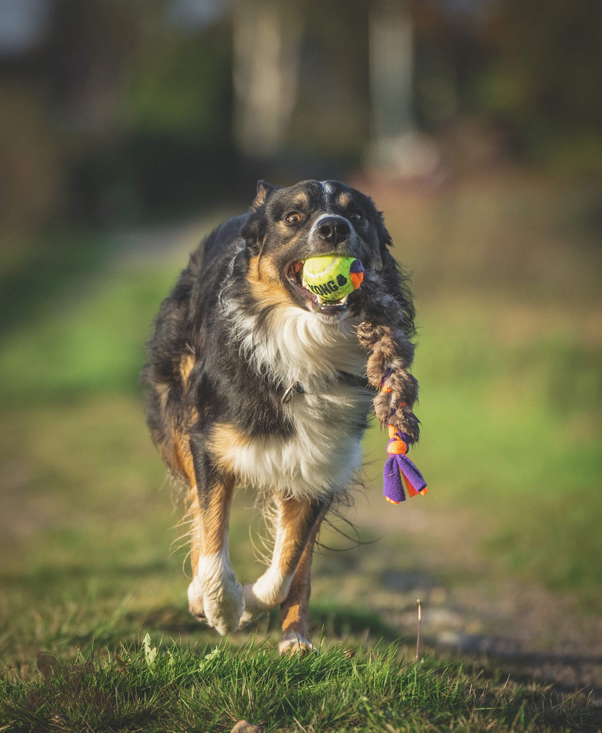 Fleece 'n Beaver Braid with KONG Air Squeaker Ball - 3