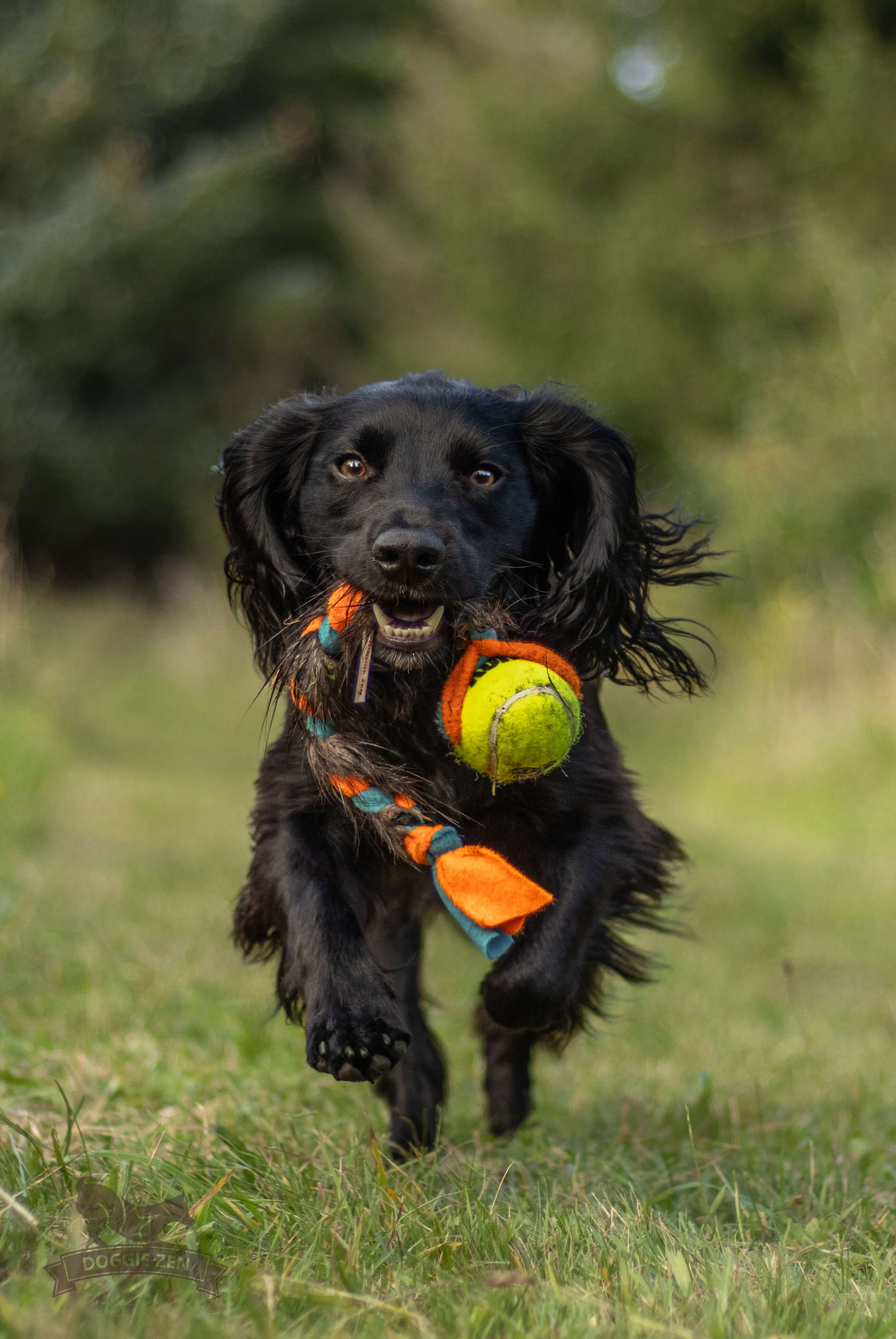 Fleece 'n Beaver Braid with KONG Air Squeaker Ball