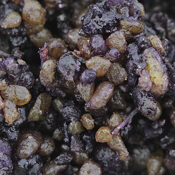 Kåda/Resin rökelse, Lös vikt  - Egyptian Musk