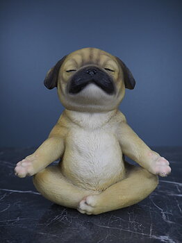 Yoga puppy