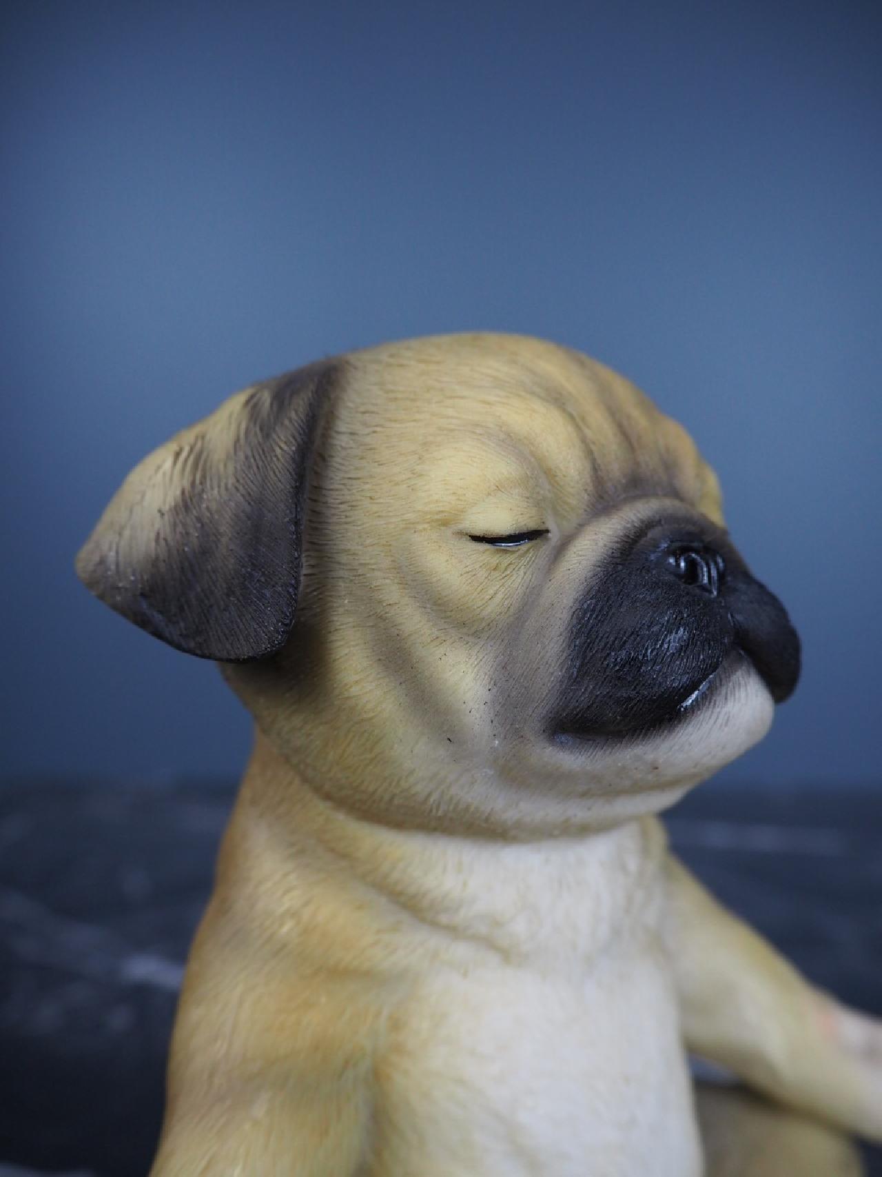 Yoga puppy - 4