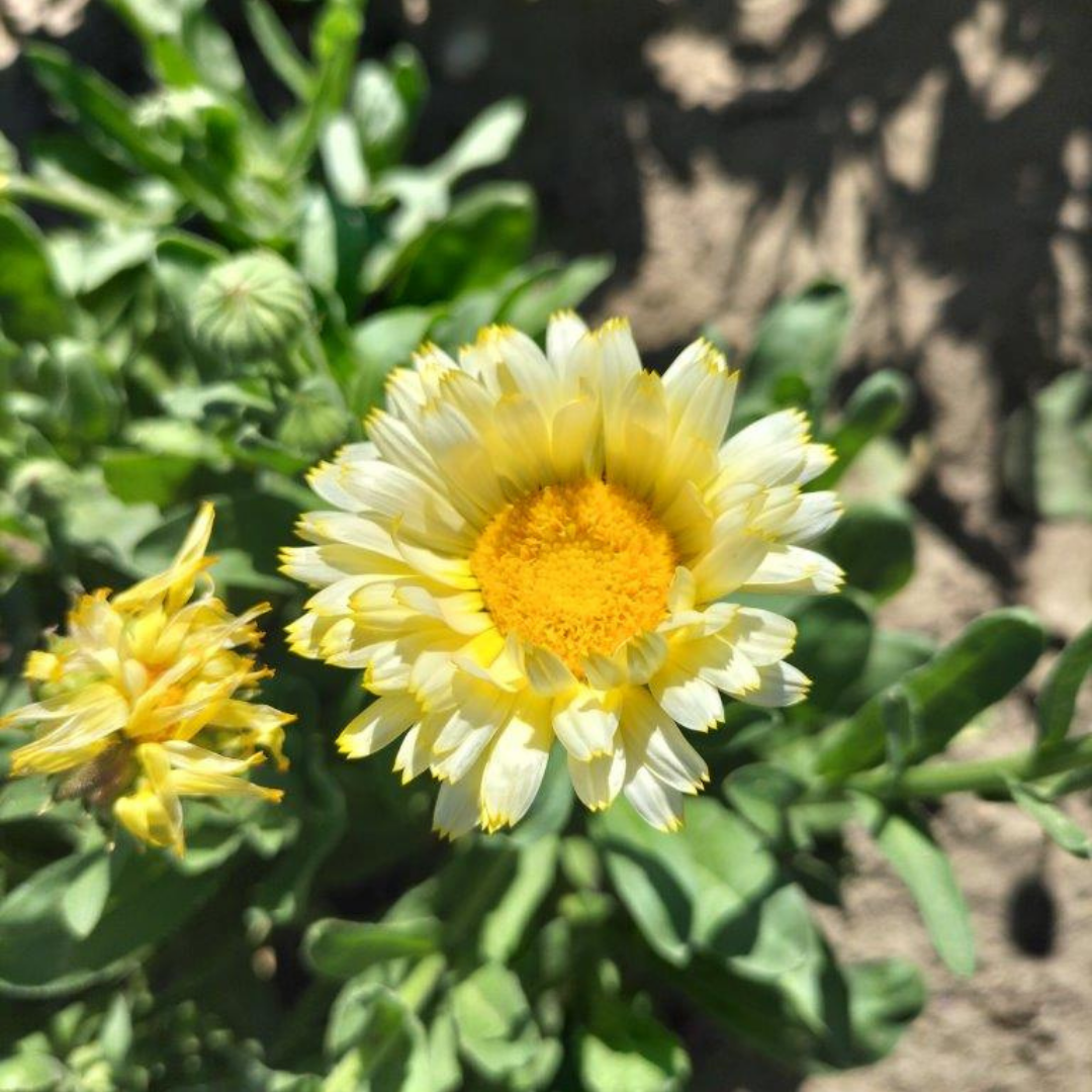 Vit Ringblomma - Ivory White with light centre