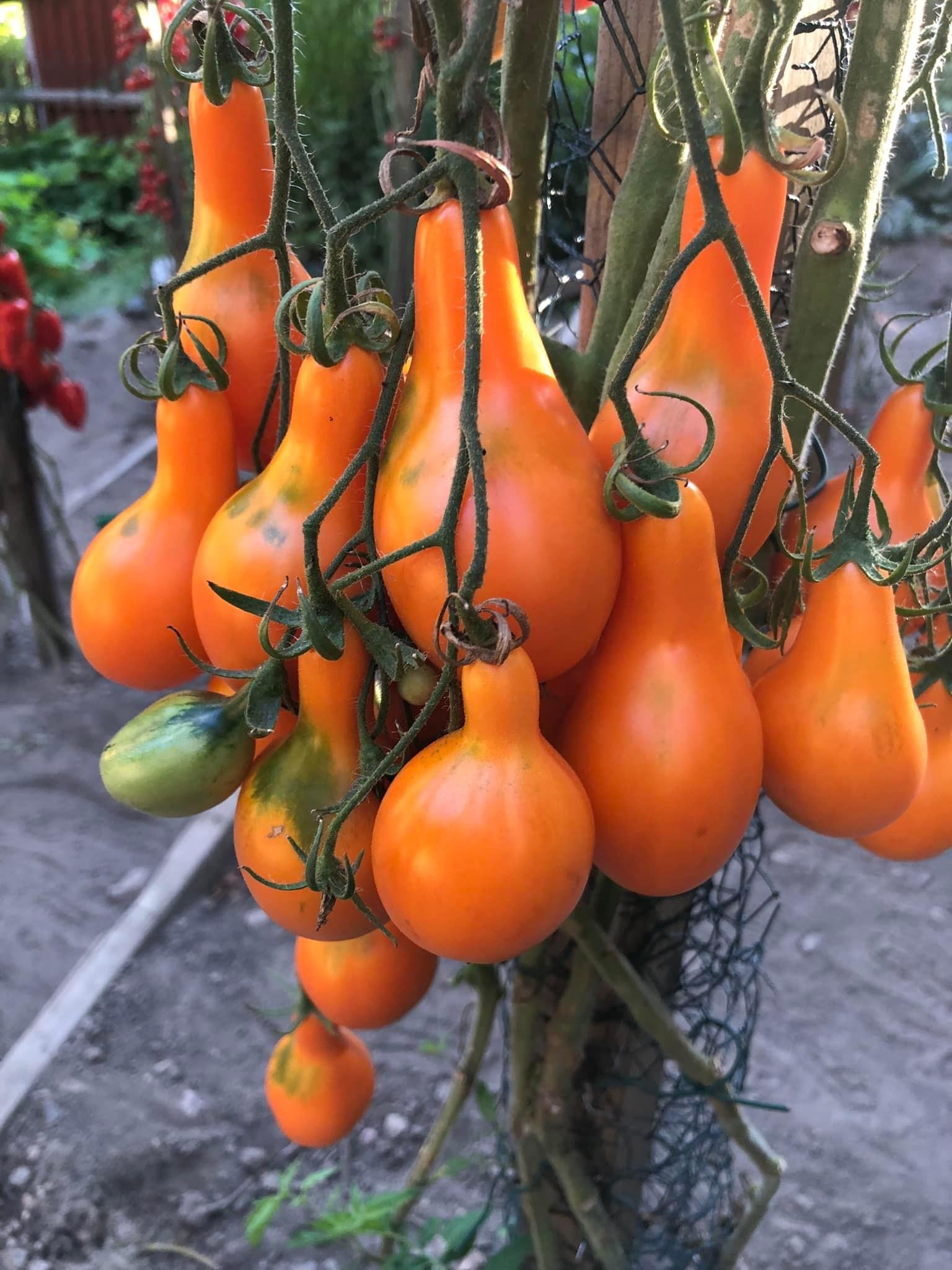 Tomatmannens Tomat Mila, 5 frö