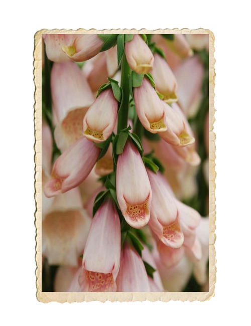 Fingerborgsblomma  Apricot Beauty - 2
