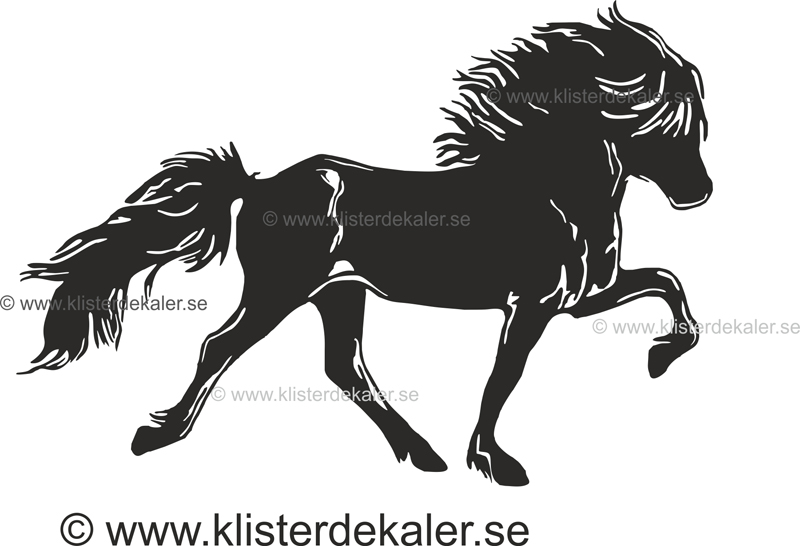Single Icelandic horse 45