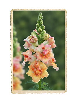 Lejongap Doubleshot Peach