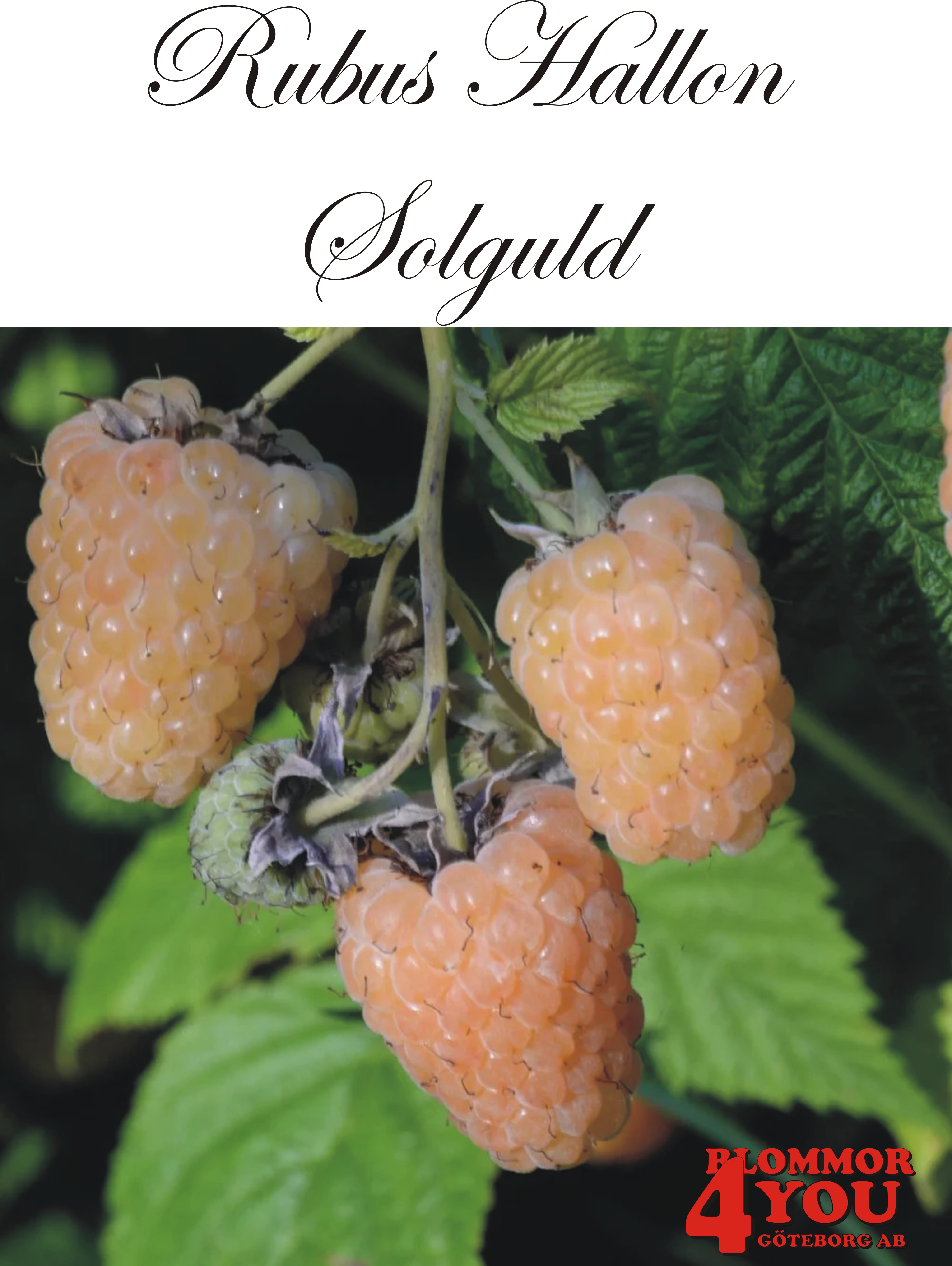 Trädgårdshallon Rubus SOLGULD   (EPS-cert) A-kv C2