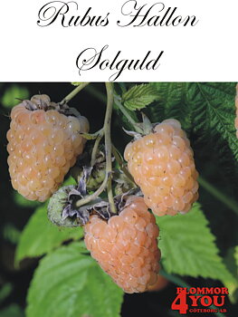 Trädgårdshallon Rubus SOLGULD   (EPS-cert) A-kv C2