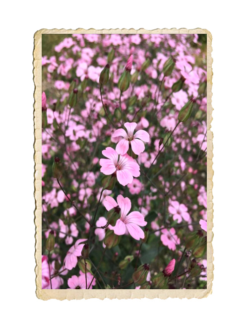 Såpnejlika Pink Beauty - 3