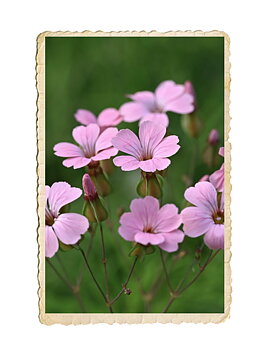 Såpnejlika Pink Beauty