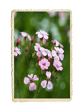Såpnejlika Pink Beauty
