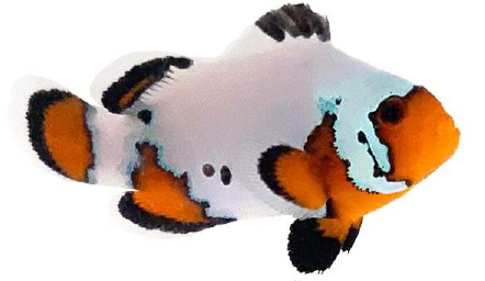 Amphirion Ocellaris Black Ice (reef safe)