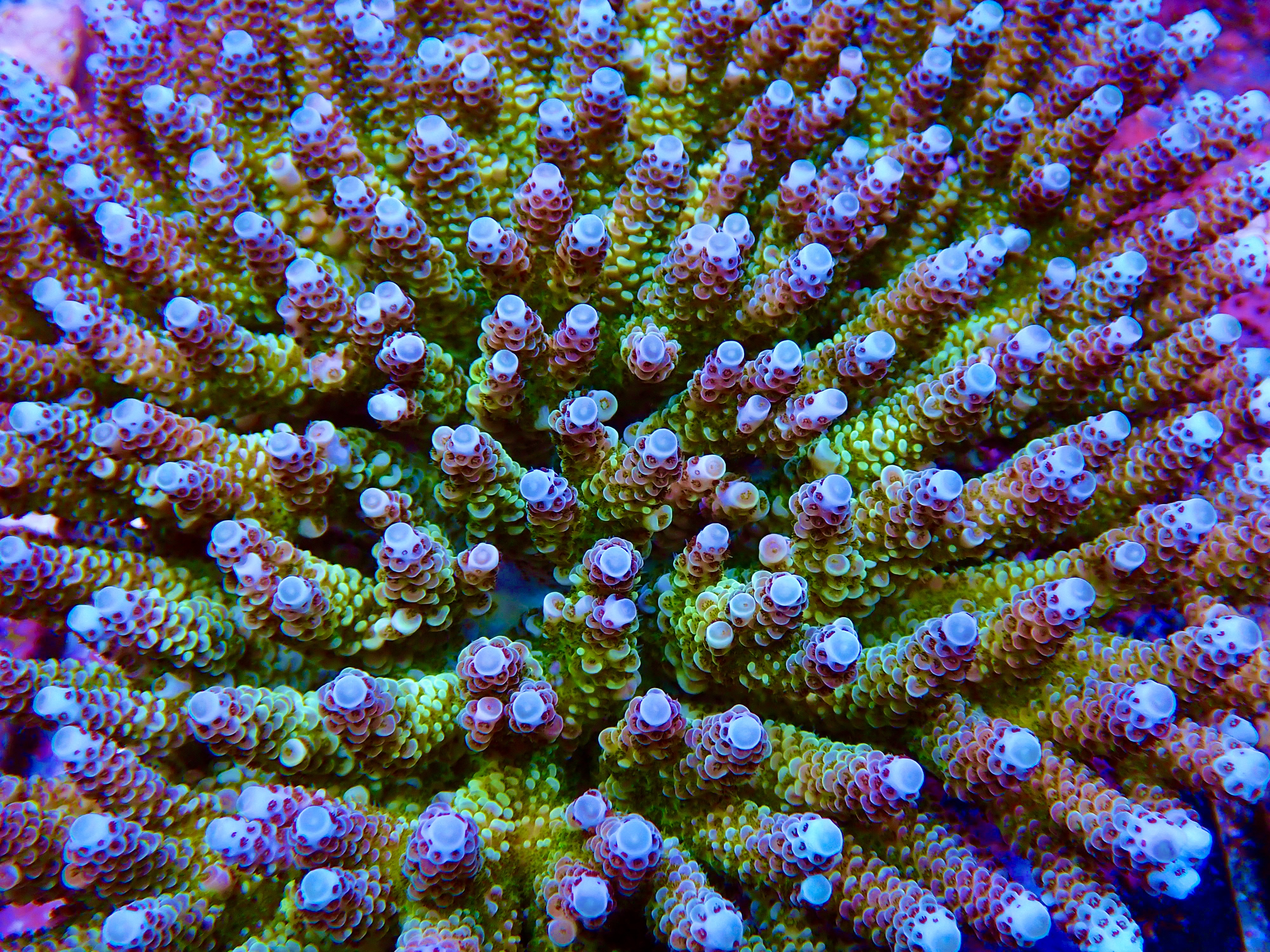Acropora spp OOL Paradise Pulse