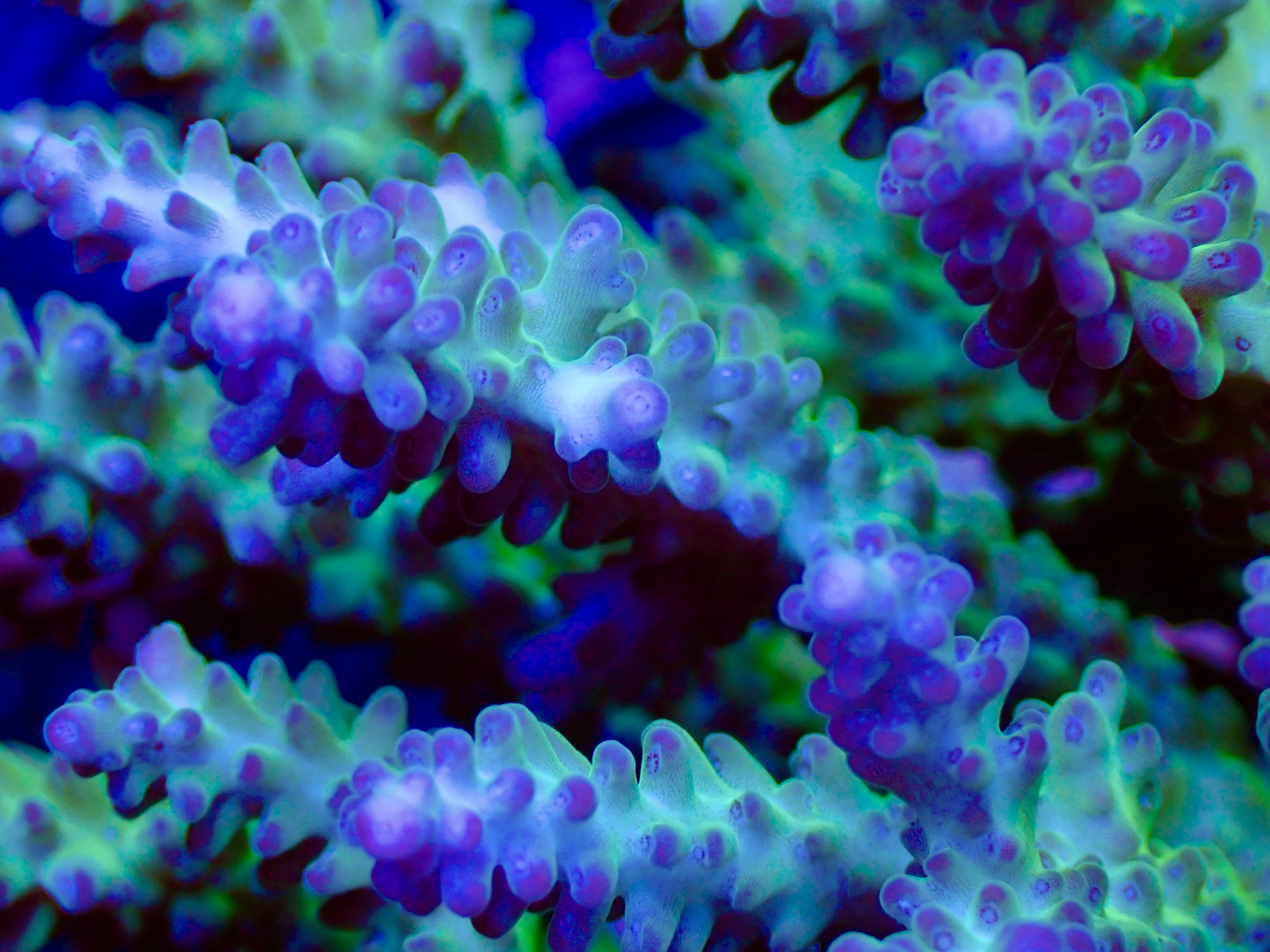 Acropora spp OOL Valhalla Glow