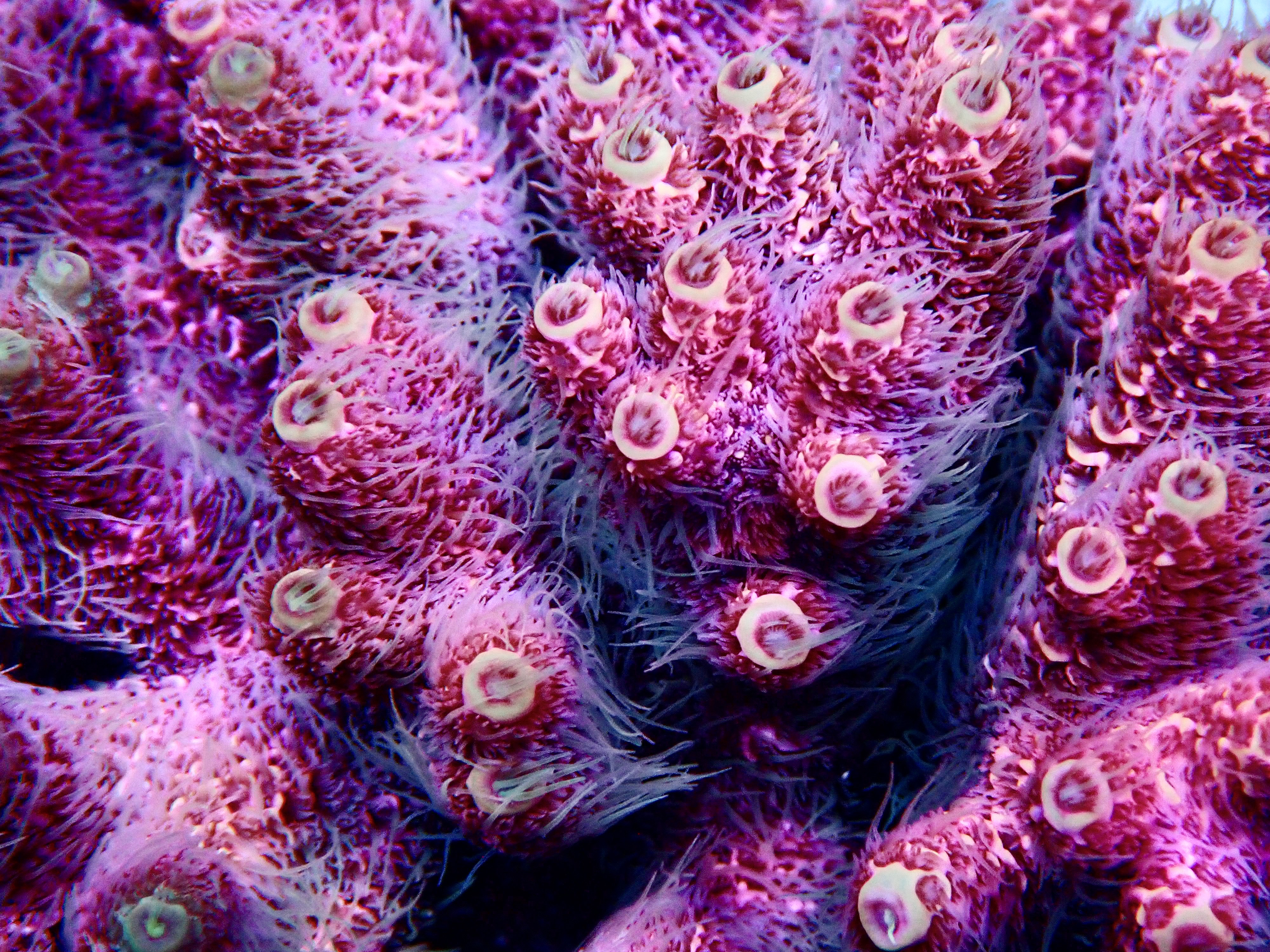 Acropora millepora OOL Ruby Nova