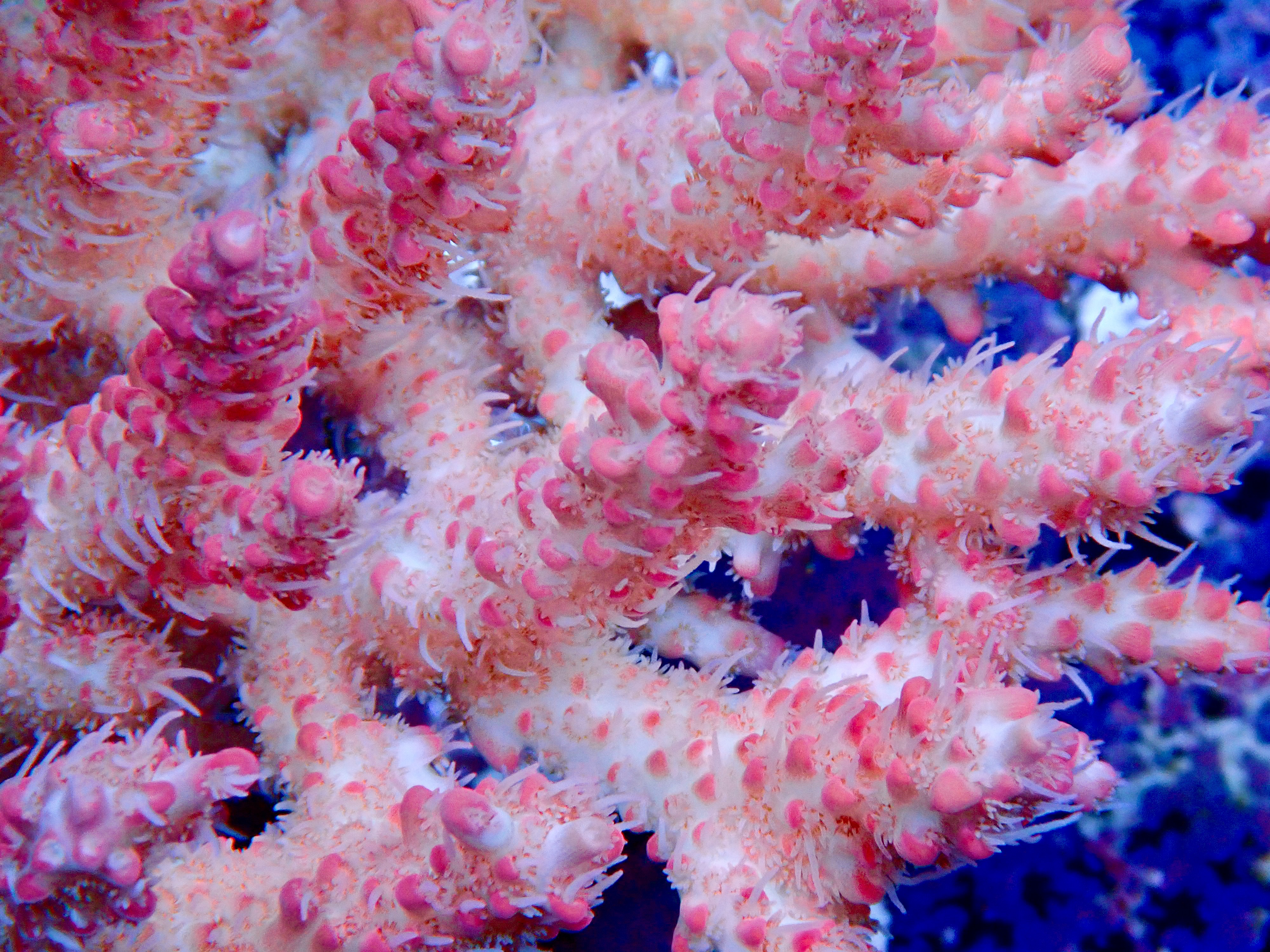 Acropora spp. OOL Pink Inferno