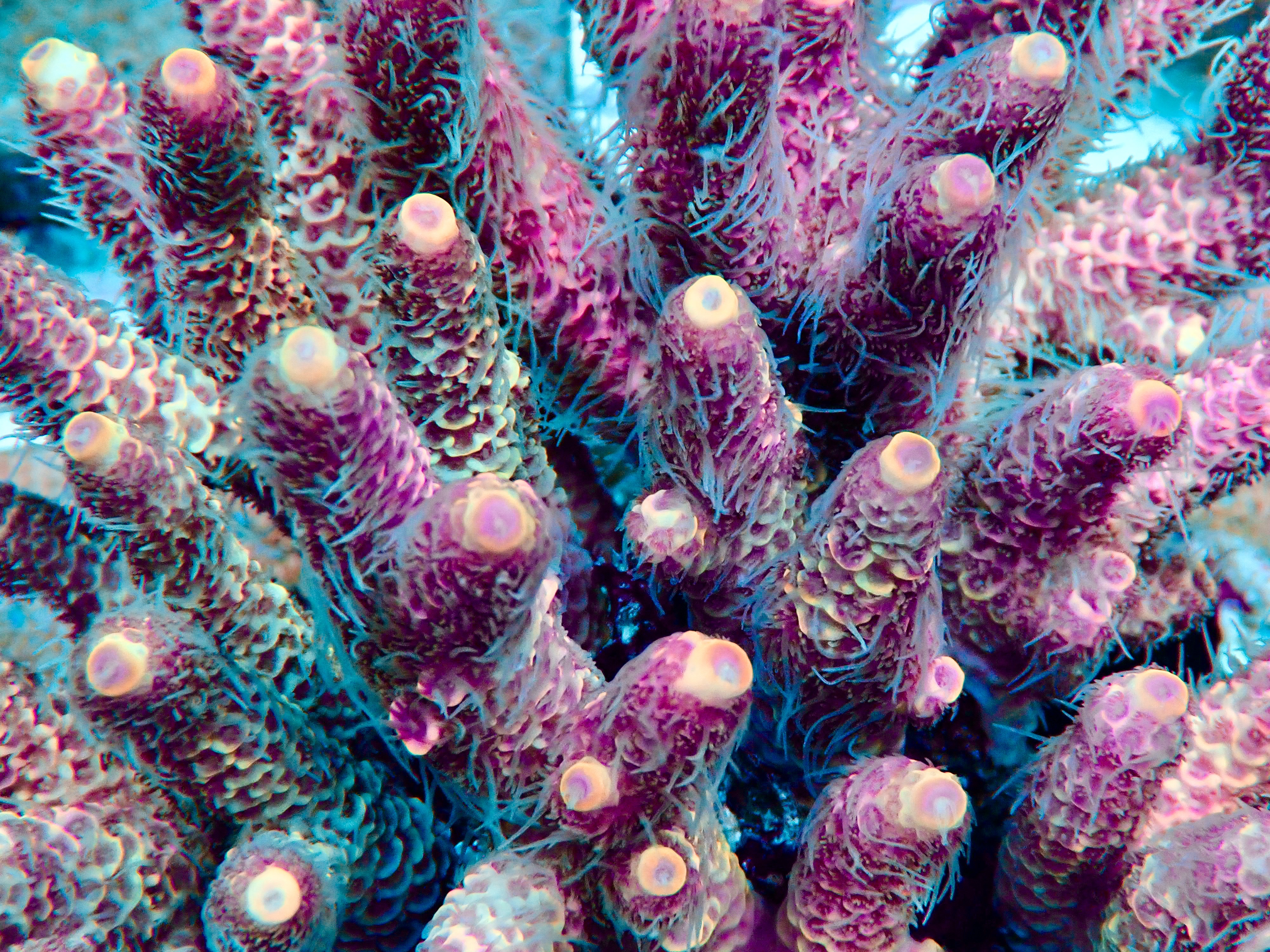 Acropora Millepora  OOL Velvet Ash