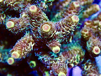 Acropora Millepora OOL Multi Copper