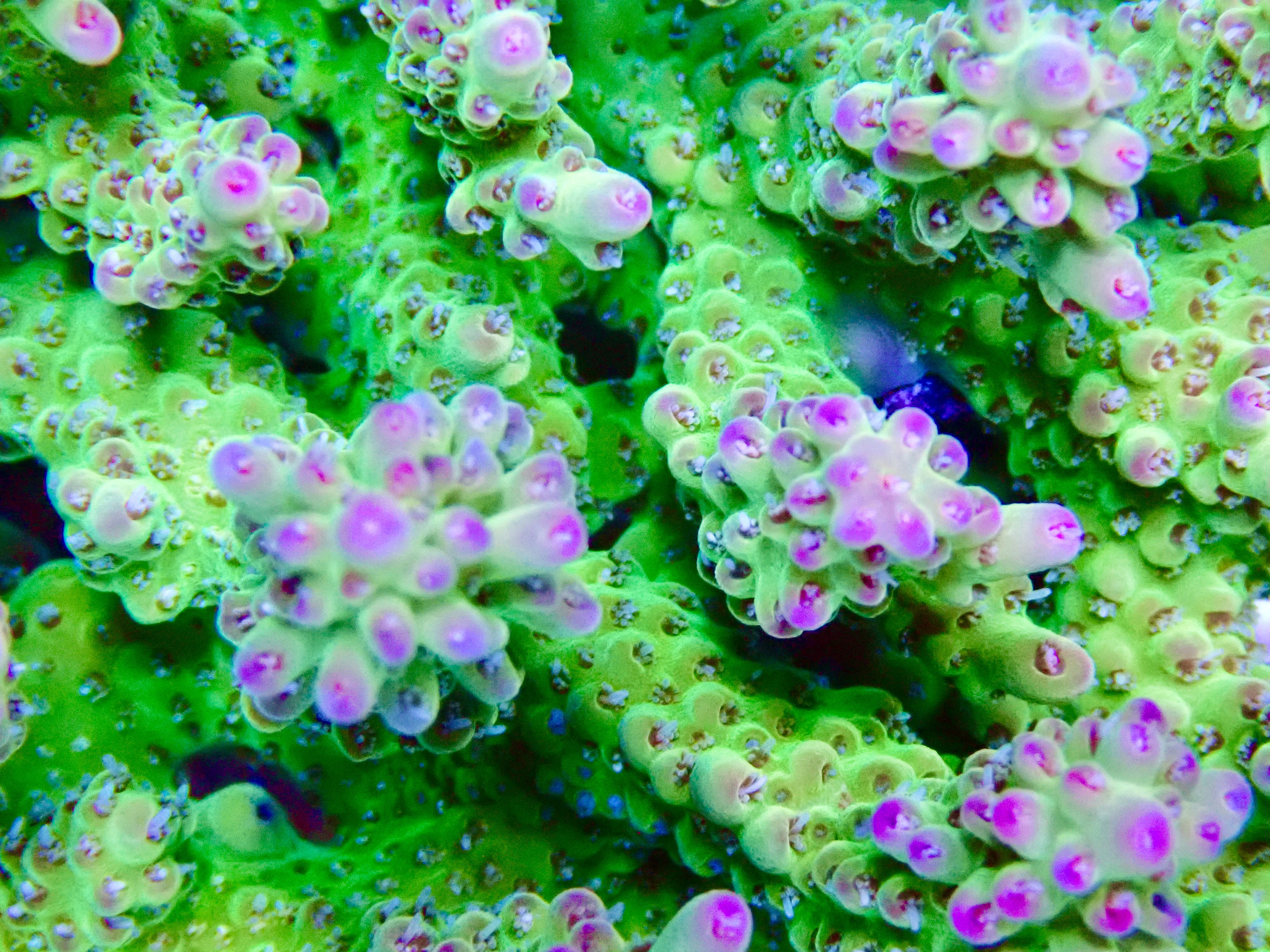 Acropora spp. OOL Fruity Frenzy