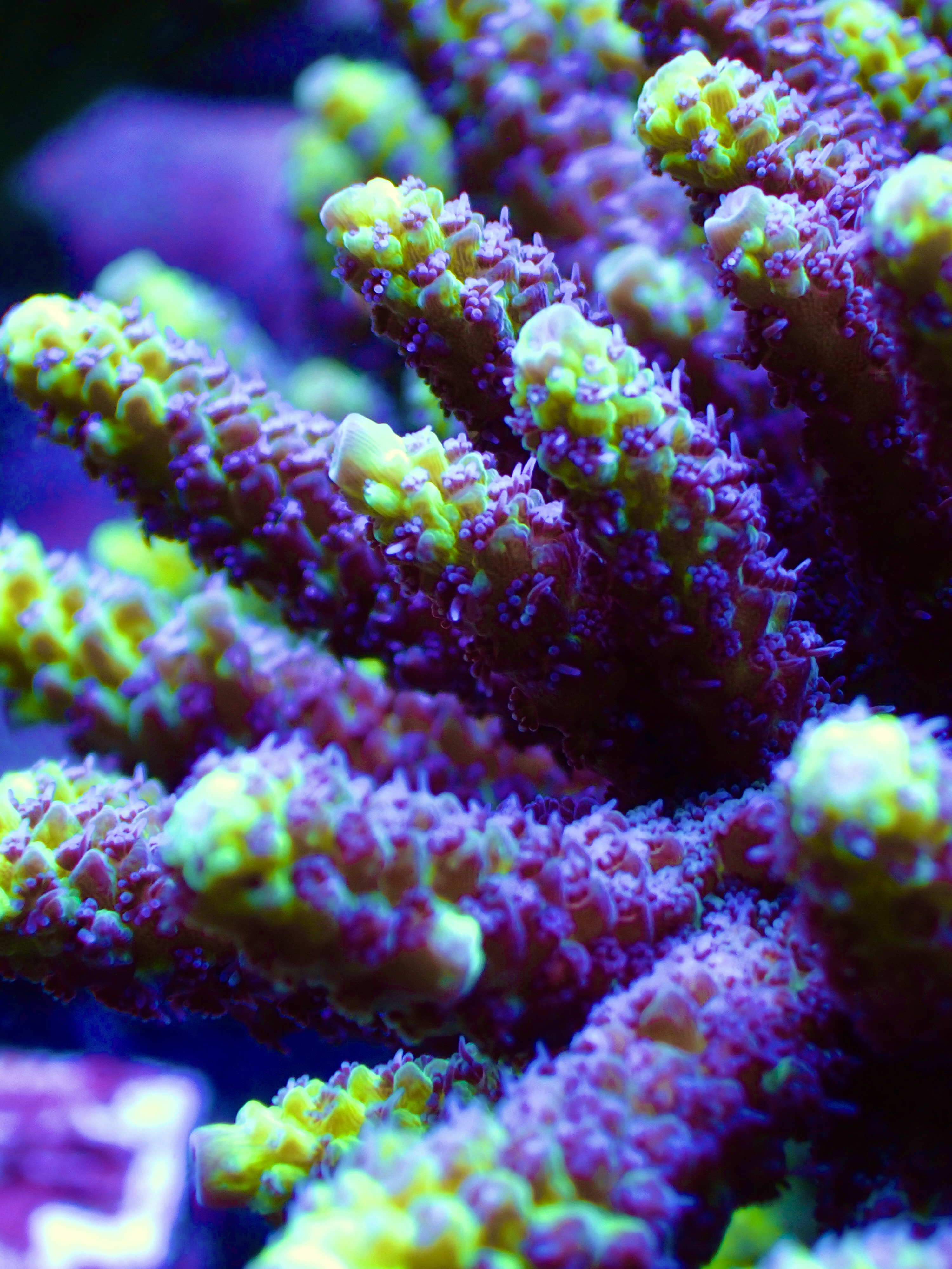 Acropora Latistella Bali OOL Yellow harmony