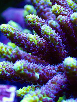 Acropora Latistella Bali OOL Yellow harmony