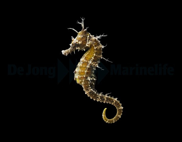 Hippocampus Erectus odlad