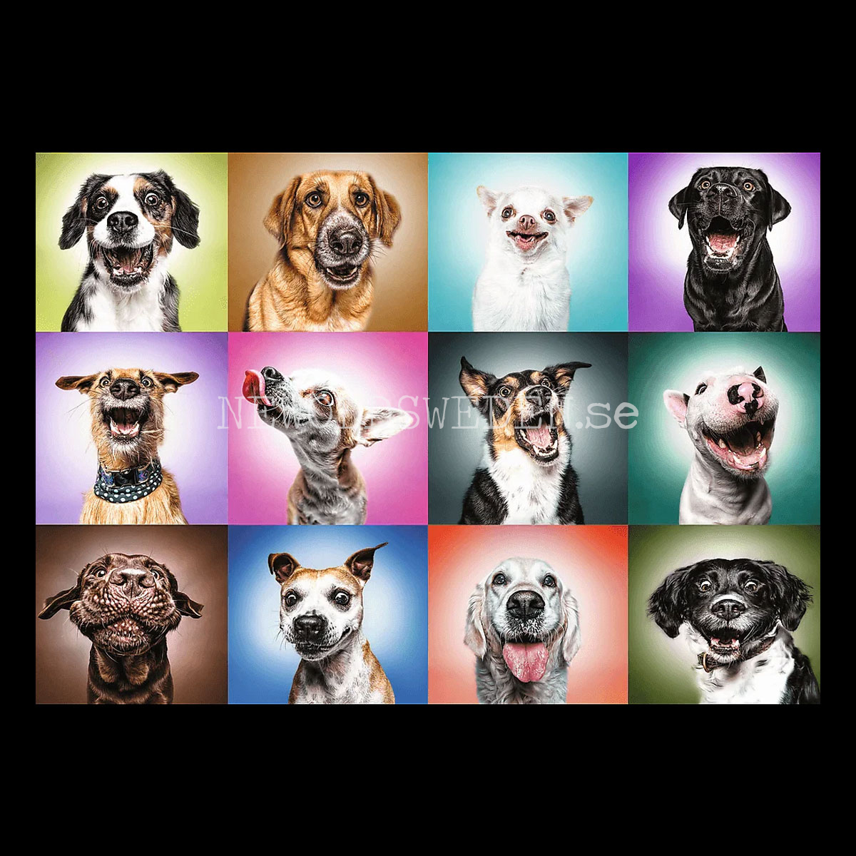 FUNNY DOGS FACES- Puzzle - 1000 bitar - 68.3 x 48 cm - 2